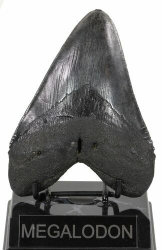 Large, Fossil Megalodon Tooth #56824